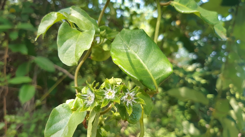 NATURALISTAE, UNA NUEVA ESPECIE DE PLANTA MEXICANA DESCUBIERTA EN SONORA