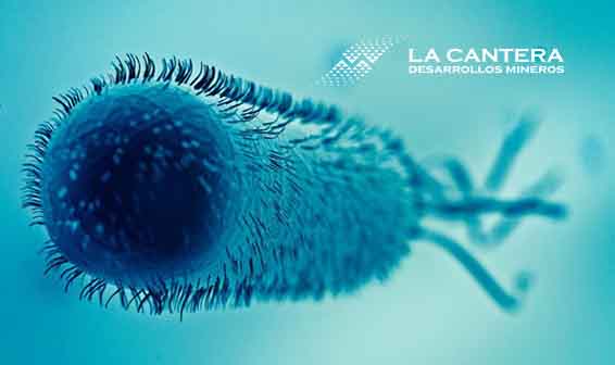 UTILIZAN BACTERIAS PARA ELIMINAR RESIDUOS PLÁSTICOS Y CONVERTIRLOS EN SABORIZANTE DE VAINILLA.