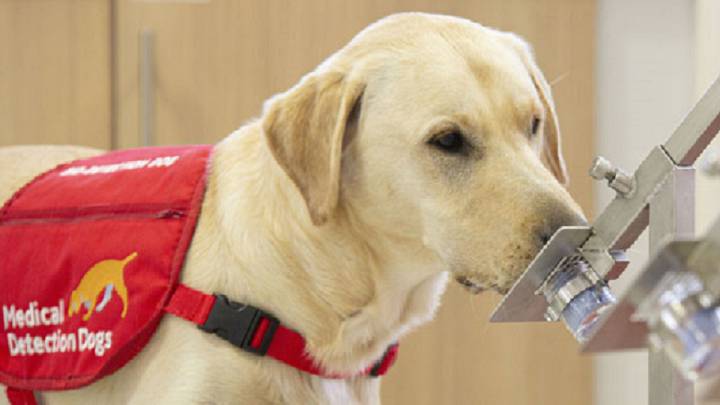 Caninos entrenados detectan coronavirus en sudor humano