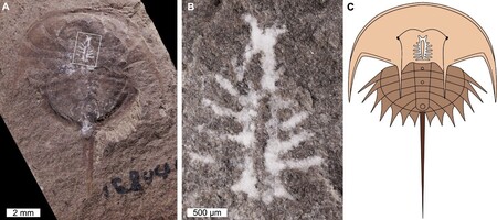 Mineral conserva el cerebro de un cangrejo de 310 millones de antigüedad.